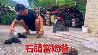 石頭當起了奶爸，每天睜開眼就要給狗兒餵奶，直言這幾隻都能養活【石頭秀】