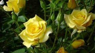 Video thumbnail of "Bobby Darin and Marty Robbins '18 Yellow Roses.'"