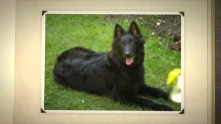 Belgian Sheepdog  Temperament by Carmen Montes 267 views 9 years ago 48 seconds