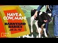 Understanding Holstein Calves and Their Behavior