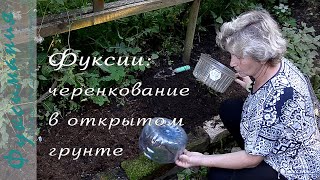 Фуксии: черенкование в открытом грунте