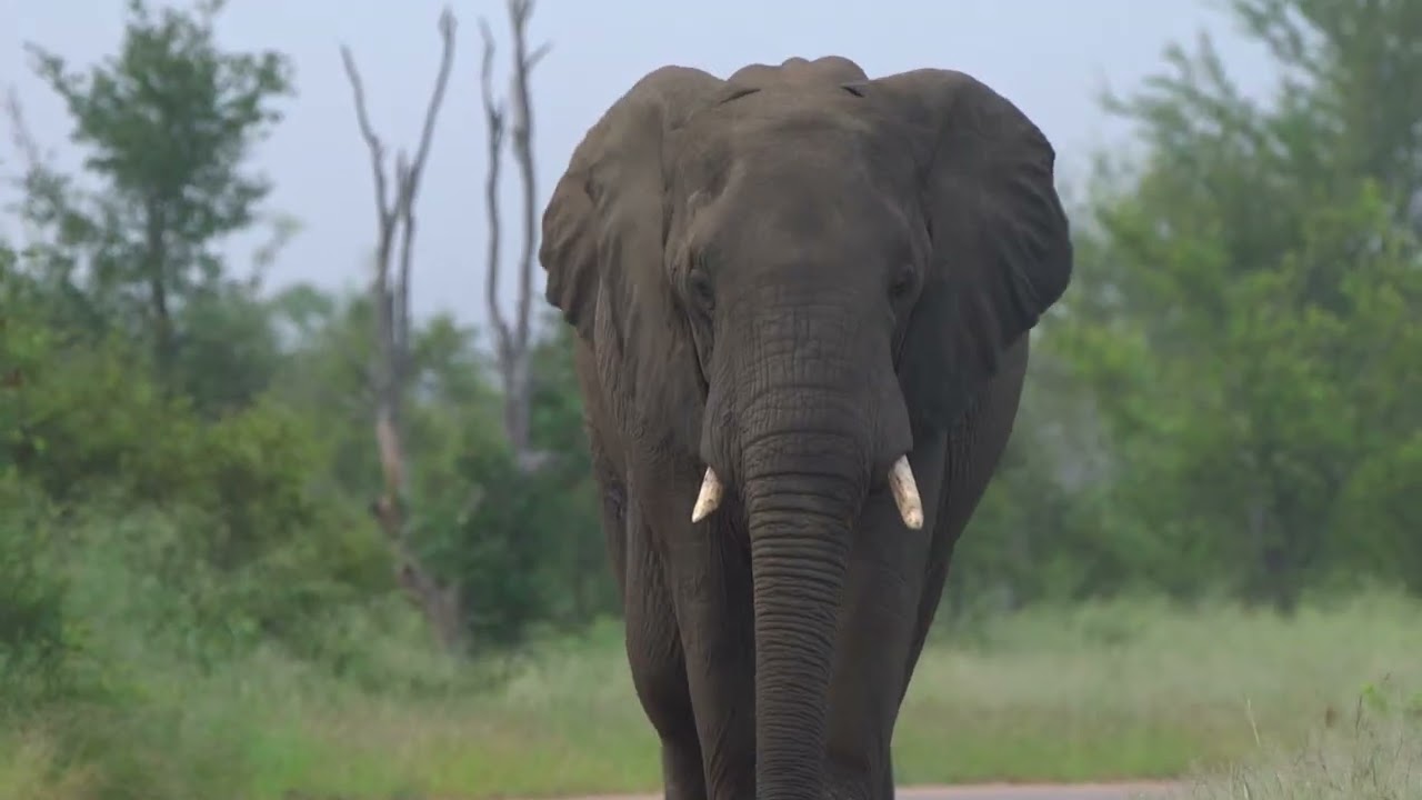 A long look at Elephants part 3