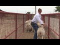 Reid Redden - Sheep & Goat - Flipping a Sheep or Goat on its rear