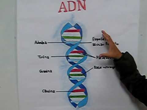 cadena de adn con limpiapipas exposicion adn youtube cadena de adn con limpiapipas exposicion adn youtube