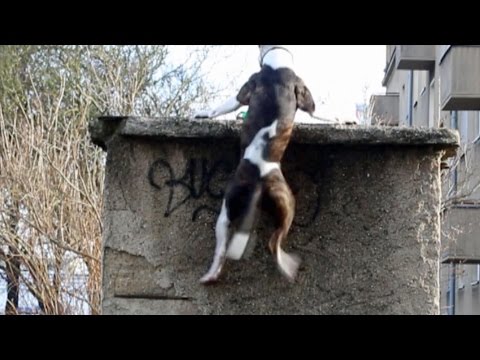 Pitbull fait un parkour incroyable