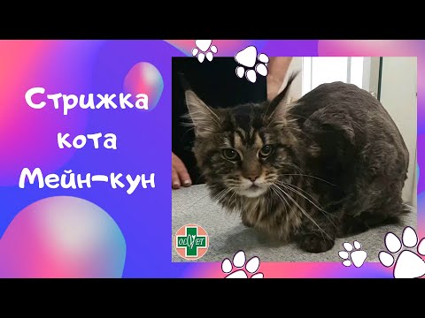 Стрижка кота Мейн-Кун Днепр