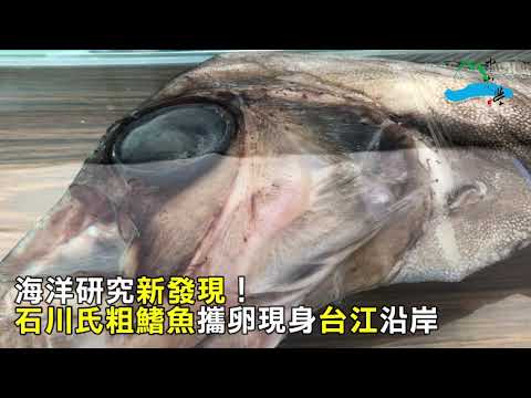 海洋研究新發現 深海粗鰭魚攜卵罕現台江沿岸 Youtube 海洋研究新發現 深海粗鰭魚攜卵罕現台江沿岸 Youtube