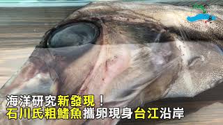 影音 海洋研究新發現 深海粗鰭魚攜卵罕現台江沿岸 影音 海洋研究新發現 深海粗鰭魚攜卵罕現台江沿岸