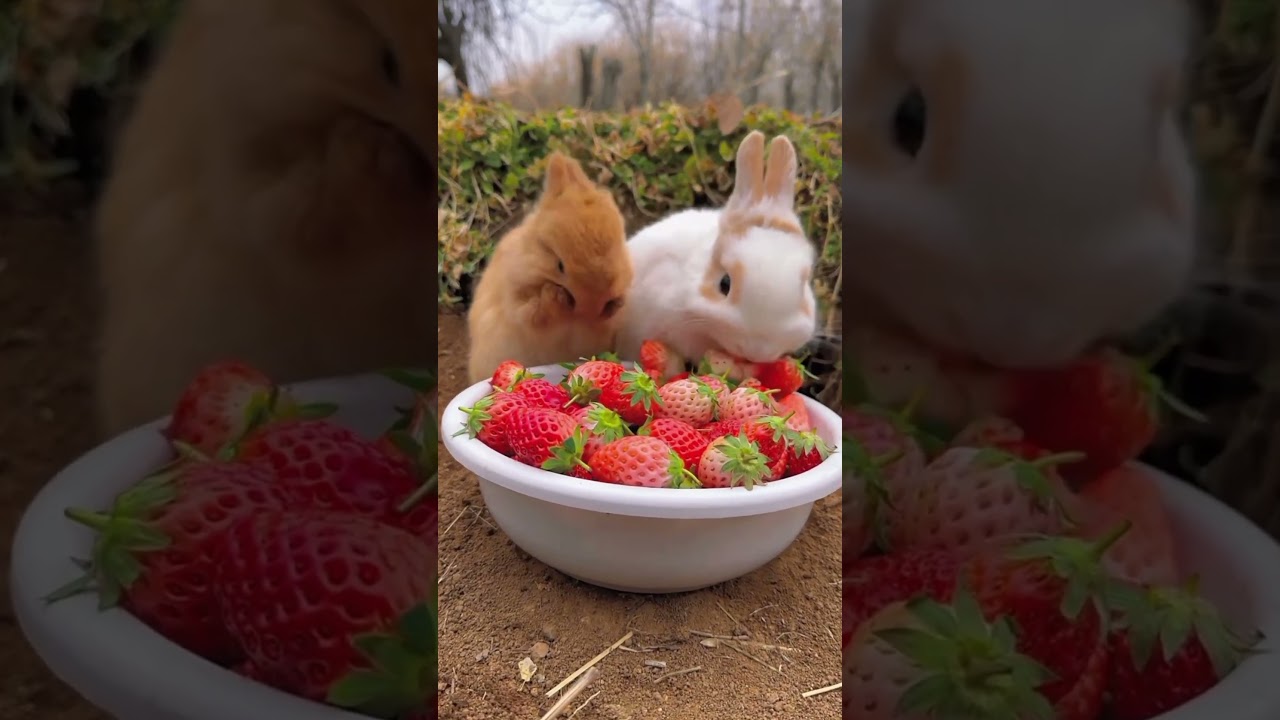 little 2 rabbits eating cucumber 