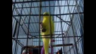 Seu Delegado Prenda o Tadeu