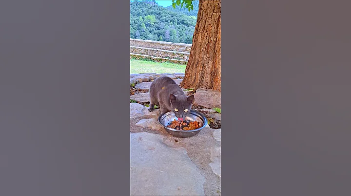 Video 10854691: korat cat, cat gato, adorable cats