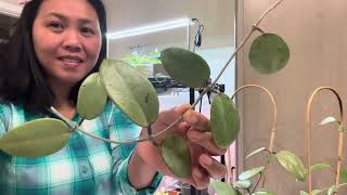 Cutting my Hoya silver dollar