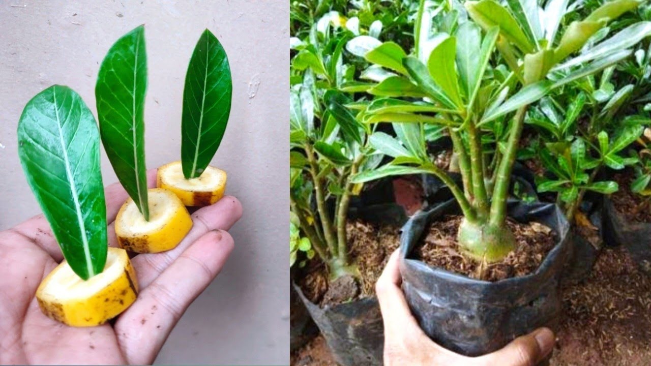 How to grow Adenium by Leaves Best Natural Banana Rooting Hormone