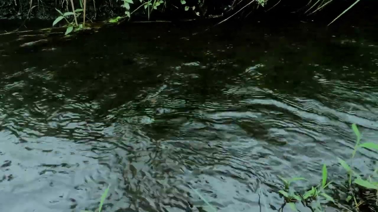 Reproduce Este Sonido de Agua en Bucle y Duerme al Instante – Relaxing river sound | ambience