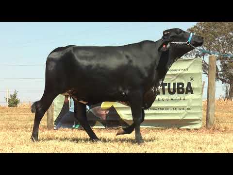 LOTE 37 LITUÂNIA JAKE FIV DA XAPETUBA