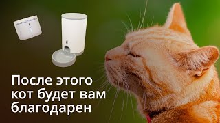 Это лучшая автоматическая кормушка для кошки. Обзор гаджетов Petoneer