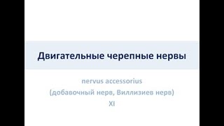 Двигательные черепные нервы. Добавочный нерв (Виллизиев нерв) XI пара ЧМН (nervus accessorius)