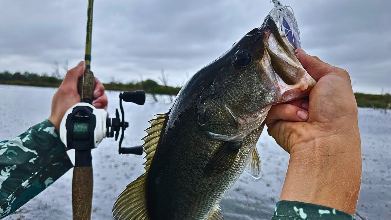 The Bass were UNDER THE BOAT