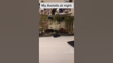 What my Axolotls do at night #shorts #axolotl