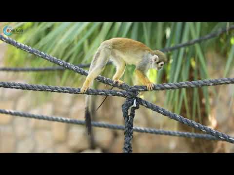 ቪዲዮ: Squirrel ጦጣ፡ የሚገርም የፕሪምት ህይወት እና መኖሪያ