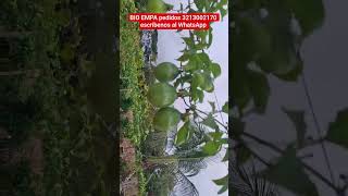 Como hacer que el cultivo de maracuyá produzca mucho, fertilización y estimulación
