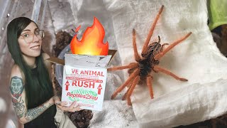 UNBOXING a tarantula I've been MISSING