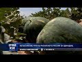 Жетысайские арбузы раскупают в России за один день