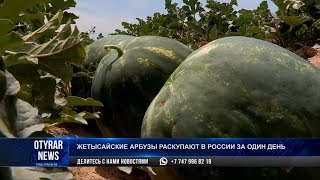 Жетысайские арбузы раскупают в России за один день