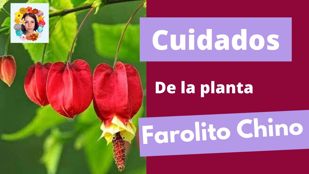 Cuidados, Trasplante y reproducción de la planta Farolito Chino