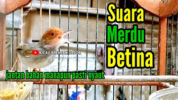 PRENJAK BETINA GACOR Suara Jernih  Memanggil Jantan ‼️ PRENJAK Bahan manapun pasti Nyaut.