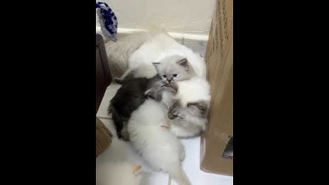Meowfia siblings – always watching, always cuddling. #shorts #shortvideo #cat #funnyvideo