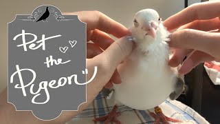 One must pet the pigeon