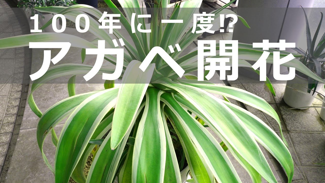 100年に一度 仙台市七北田公園都市緑化ホールで観葉植物のアガベ ベネズエラが開花しました Youtube