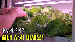 수경재배기? 절대로 사지 마세요 | 4단 수경재배기 청소 | 플랜테리어 | 베란다텃밭 | 옥상텃밭 | 채식