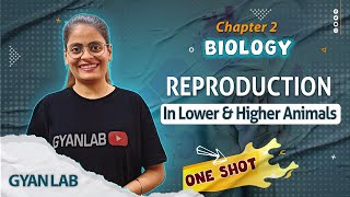 One Shot Lecture | Chp - 2 | Reproduction in Animals | Gyanlab | Anjali Patel #oneshotlecture