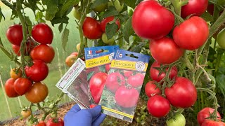 картинка: Дегустация гибридов. Обзор теплицы томатов 10.08.25