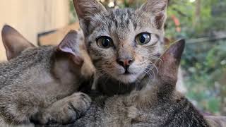 Relaxing cat video watch now,Cute newborn babies ,cats & kittens lover #cat #kitty
