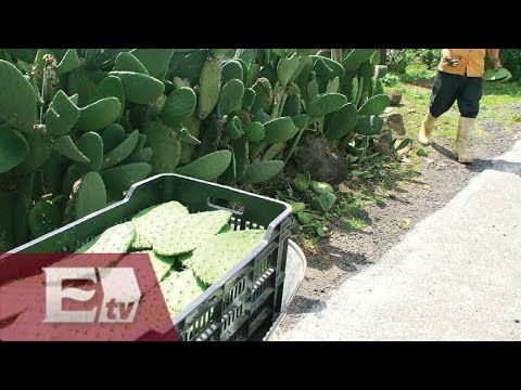 Crean Generador De Energía Con Nopal En Slp / Vianey Esquinca