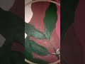 #reels #dress #fabric #art #gaming #global #world #shorts #youtubeshorts #music #song #viral #foryou
