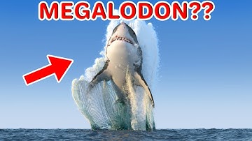 Unveiling The Megalodon Mystery: Some Mind-blowing Facts About The Ocean Giant