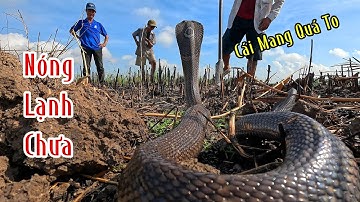Cả 1 Đại Hội Rắn Hổ Mang Gôm Lại 1 Chỗ Lột 4 Cái Da Chà Bá Quá Kinh Khủng | Mười Thương SB