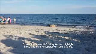 The Release of Munchkin The Turtle! | TheDeepHull