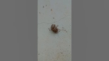 Teamwork of Ants 🐜 | Incredible Unity & Strength | Motivational Nature Short #Ants #NeverGiveUp