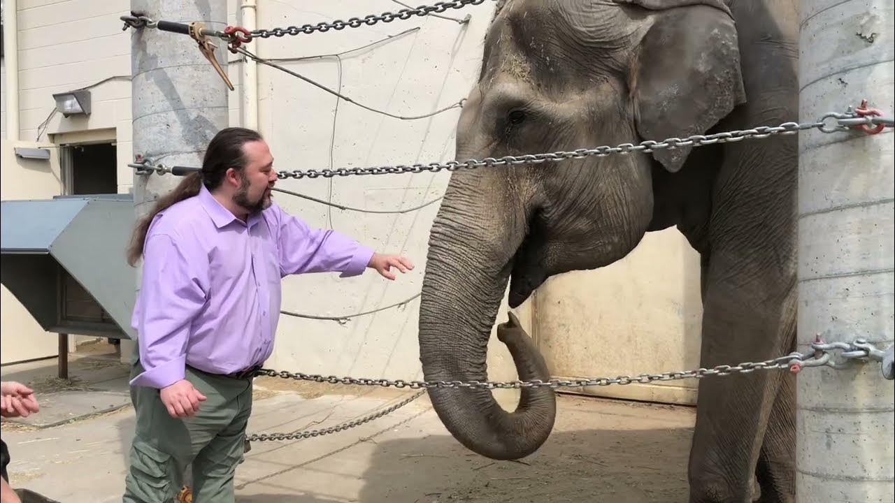 Mentalist Paul Draper feeds miracle Elephant from Smokey & the Bandit at Topeka Zoo. YouTube