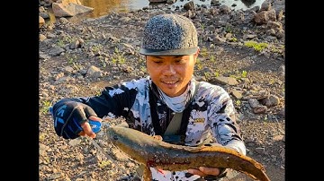 Cá lóc khủng lên hàng #lurecaloc