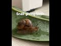 Snail giving birth