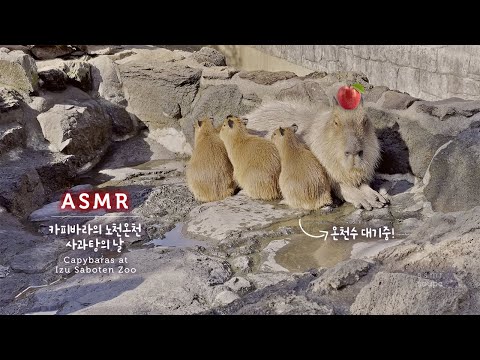 ASMR 꿀잠 보장!●순둥이 카피바라의 노천온천 2탄, 사과탕+자장가 | Capybaras in Open-Air Bath & Relaxing Lullaby, Sleep Music