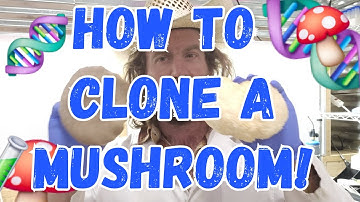 How to Clone A Mushroom! 🍄🧬 #mushroom #farmer #farming #mushrooms #mycology #fungi #science