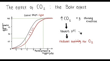 Haemoglobin (oxygen dissociation curve, Bohr effect, adaptations) | A Level Biology