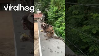 Marmoset Monkey Carries Babies On Back Viralhog